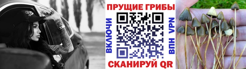 Галлюциногенные грибы мицелий  Озёрск 
